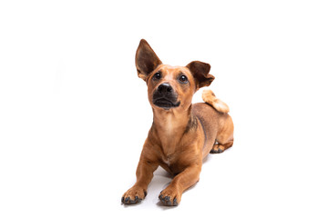 Young and small brown dog isolated on a white background