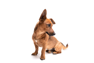 Young and small brown dog isolated on a white background