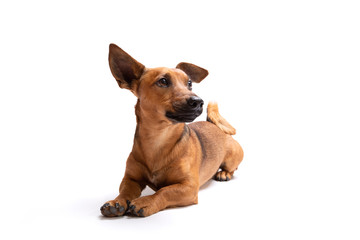 Young and small brown dog isolated on a white background