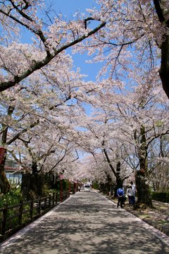 桜坂・岳温泉の桜（福島県・二本松市）