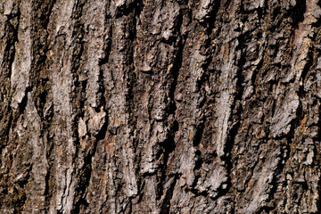 tree bark texture closeup
