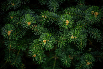 branches of pine or spruce on a dark background can serve as a texture