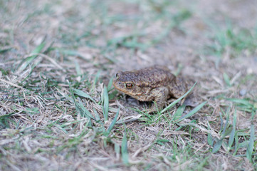Hoptoad in spring in partially germinated grass. Selective focus