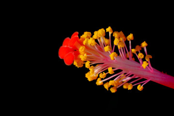 closeup pollen of hibiscus flower on black background