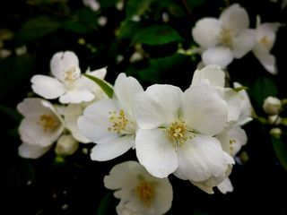 Philadelphus coronarius , sweet mock-orange, English dogwood, flowers on branch and black background