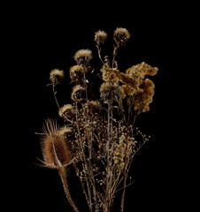 Dry field flowers isolated on black background