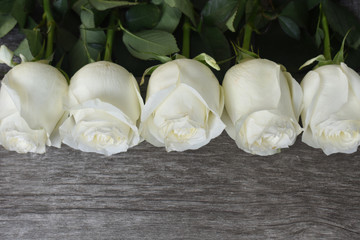 White roses in a row.