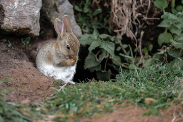 wild rabbit in the grass
