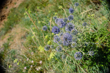 Flowers on a cliff