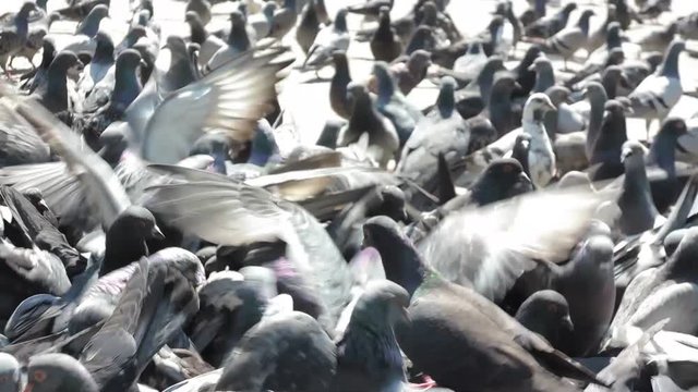 a large cluster of pigeons in the town square