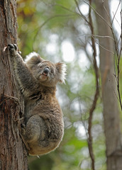 Freilebender Koala in Australien