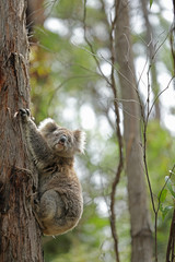 Freilebender Koala in Australien