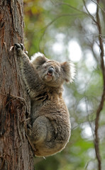 Freilebender Koala in Australien