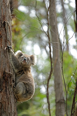 Freilebender Koala in Australien