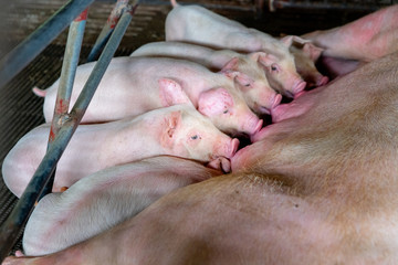PIG FARM