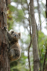 Freilebender Koala in Australien