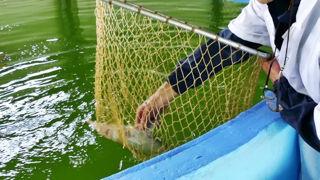 Fish farm for growing sterlet in special pools, 4k Video Clip