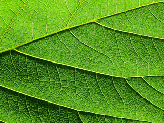 Fototapeta na wymiar closeup leaf texture ( Bastard Teak, Bengal Kino, Kino Tree, Flame of the Forest )