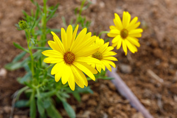 Three bright ripe yellow flowers