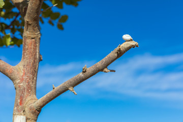 Single small white snail on a top of branch of tree