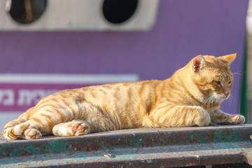 Homeless red cat is sleeping on the garbage can
