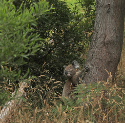 Freilebender Koala in Australien
