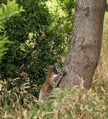 Freilebender Koala in Australien