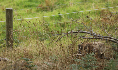Fototapeta premium Freilebender Koala in Australien