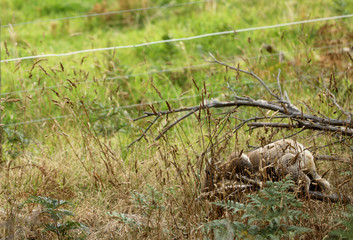 Freilebender Koala in Australien