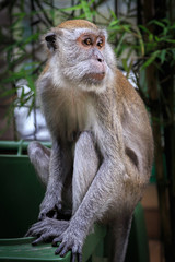 Affe, Makake sitzt auf einer Mülltonne