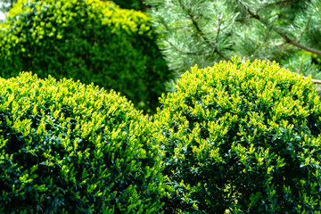 Formed trimmed bushes of old boxwood Buxus sempervirens, which has been growing in garden for over 60 years, with young bright greens. Selective focus
