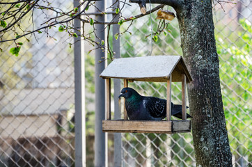 pigeon in a wooden manger on a tree