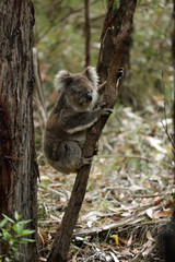 Freilebender Koala in Australien