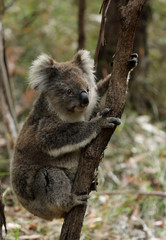 Freilebender Koala in Australien