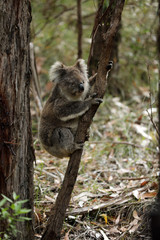 Freilebender Koala in Australien