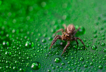 Jumper spider on green wet background