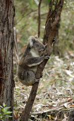 Freilebender Koala in Australien