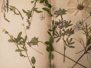 Beautiful dried flowers in notebook background, Wild dried meadow flowers