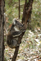 Freilebender Koala in Australien