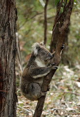 Freilebender Koala in Australien