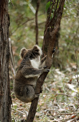 Freilebender Koala in Australien
