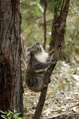 Freilebender Koala in Australien