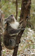 Freilebender Koala in Australien