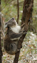 Freilebender Koala in Australien