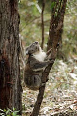 Freilebender Koala in Australien