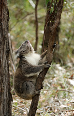 Freilebender Koala in Australien