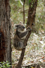 Freilebender Koala in Australien