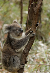 Freilebender Koala in Australien