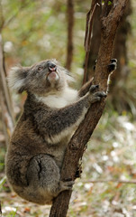 Freilebender Koala in Australien