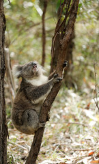 Freilebender Koala in Australien